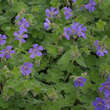 Geranium renardii 'Philippe Vapelle': Bild 1/1