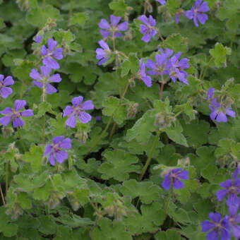 Geranium renardii 'Philippe Vapelle'