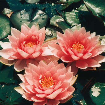 Nymphaea 'Darwin'