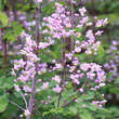 Thalictrum rochebrunianum: Bild 1/1