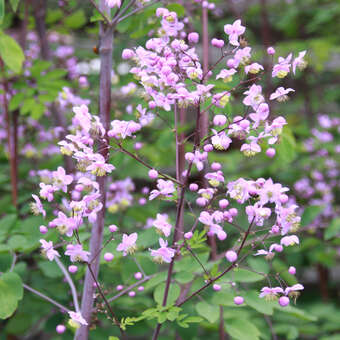 Thalictrum rochebrunianum