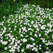 Geranium sanguineum 'Album': Bild 3/4