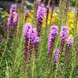 Liatris spicata: Bild 2/5