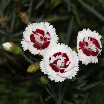 Dianthus plumarius 'Coconut Sundae'