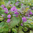 Lamium maculatum 'Roseum': Bild 1/2