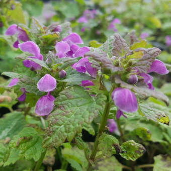 Lamium maculatum 'Roseum'