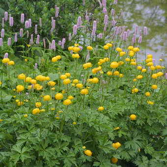 Trollius europaeus