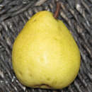 Pyrus communis 'Alexander Lukasbirne' - Herbstbirne