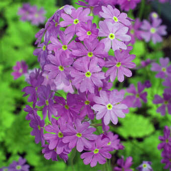 Primula saxatilis