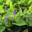 Pontederia cordata: Bild 1/5