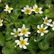 Caltha palustris alba: Bild 1/1