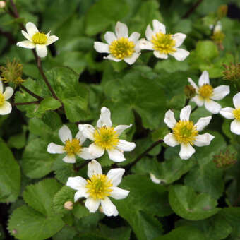 Caltha palustris alba