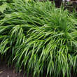 Hakonechloa macra: Bild 4/6