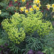 Euphorbia characias wulfenii: Bild 3/13