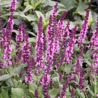 Salvia nemorosa 'Sensation Deep Rose Improved'