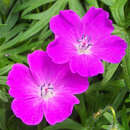 Geranium sanguineum - Blutroter Storchschnabel