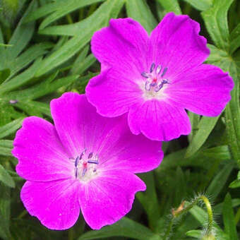 Geranium sanguineum