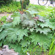 Rheum palmatum tanguticum: Bild 5/8