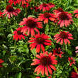 Echinacea purpurea 'Fountain Red': Bild 1/2