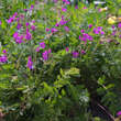 Erodium hybridum: Bild 7/11