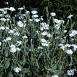Lychnis coronaria 'Alba': Bild 1/2