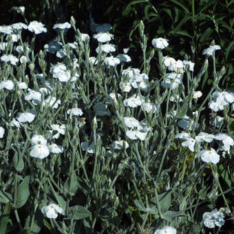 Lychnis coronaria 'Alba'