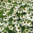 Echinacea purpurea 'Avalanche': Bild 2/3