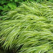 Hakonechloa macra 'Aureola': Bild 2/8