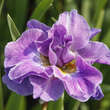 Iris sibirica 'Having Fun': Bild 1/2