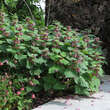 Lamium orvala: Bild 1/1