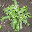 Asplenium scolopendrium 'Cristatum': Bild 2/2