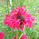 Monarda 'Bee Happy' - Indianernessel