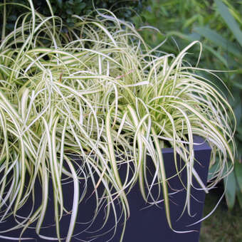 Carex ornithopoda 'Variegata'