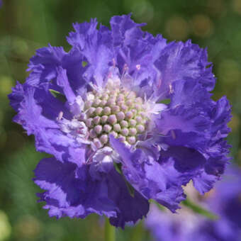 Scabiosa caucasica 'Schöne von Eisenach'