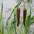 Typha latifolia: Bild 3/6