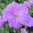 Geranium 'Blushing Turtle': Bild 5/6