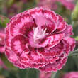 Dianthus plumarius 'Moulin Rouge': Bild 1/2