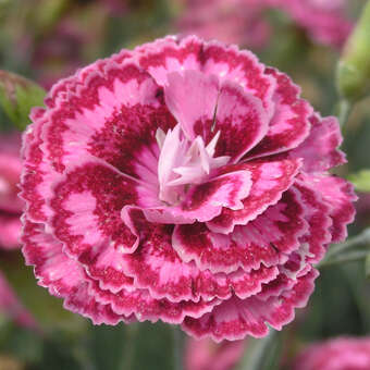 Dianthus plumarius 'Moulin Rouge'