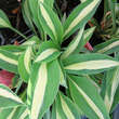 Hosta 'Risky Business': Bild 1/1