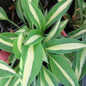 Hosta 'Risky Business'