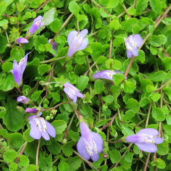 Mazus reptans 'Purple'