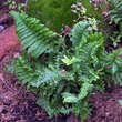 Dryopteris filix-mas 'Crispa Cristata': Bild 1/6