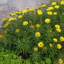 Inula ensifolia - Alant, Goldmargerite