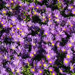 Aster dumosus 'Island Samoa': Bild 4/4
