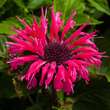 Monarda 'Bee Merry': Bild 1/3