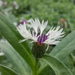 Centaurea montana 'Amethyst in Snow': Bild 2/3