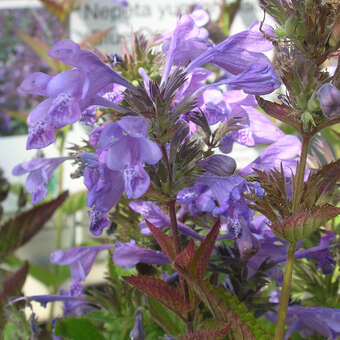 Nepeta yunnanensis 'Blue Dragon'