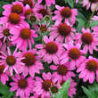 Echinacea purpurea 'Amazing Dream': Bild 3/4