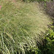 Panicum virgatum 'Rehbraun': Bild 2/5