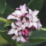 Daphne odora 'Aureomarginata' - Buntblättriger Seidelbast